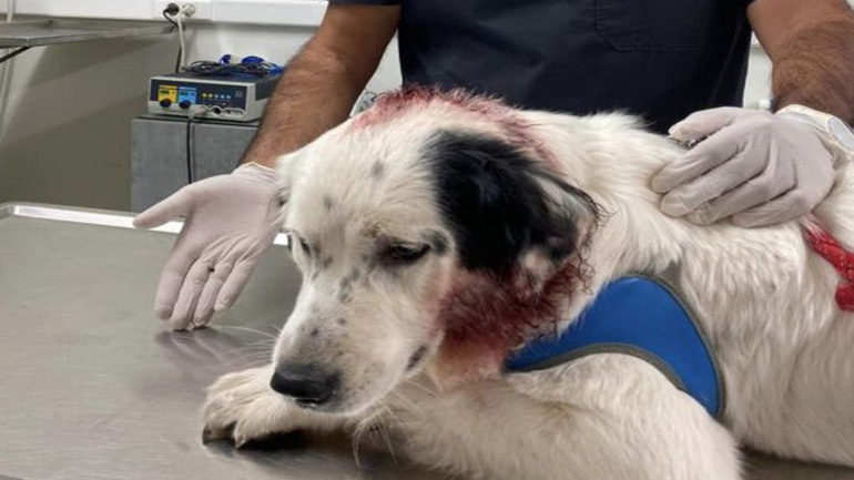 Πυροβόλησαν με αεροβόλο σκύλο στο κεφάλι στο Παλαιό Φάληρο- Αναζητείται ο δράστης